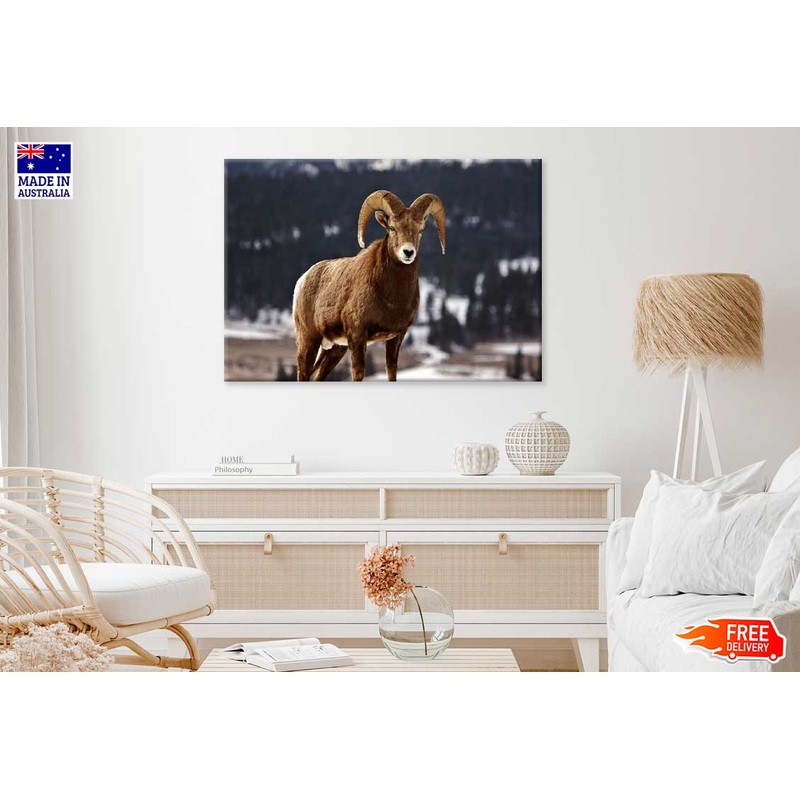 Bighorn Sheep View Photograph Print 100% Australian Made