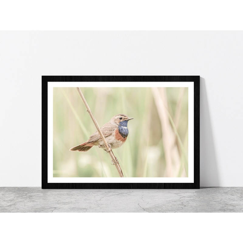 Bluethroat Bird on Branch Faded Photograph Glass Framed Wall Art, Ready to Hang Quality Print