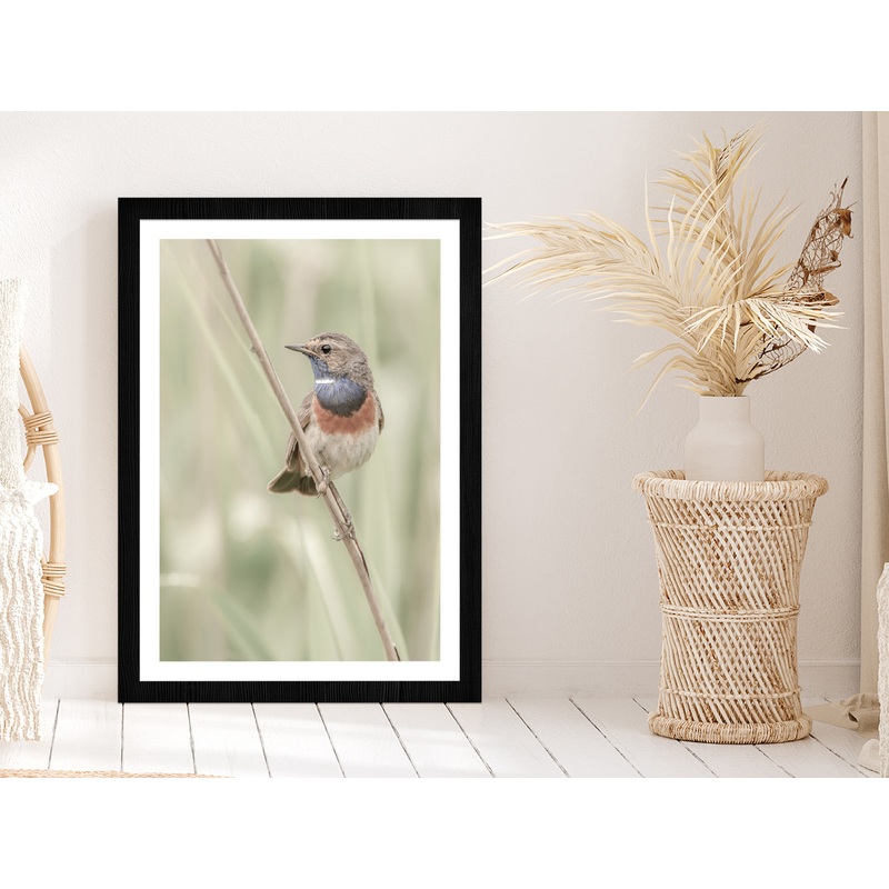 Bluethroat Bird on Branch Photograph Glass Framed Wall Art, Ready to Hang Quality Print