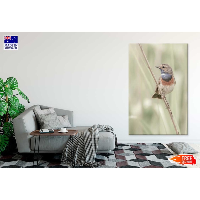 Sparrow Bird on Branch Photograph Print 100% Australian Made