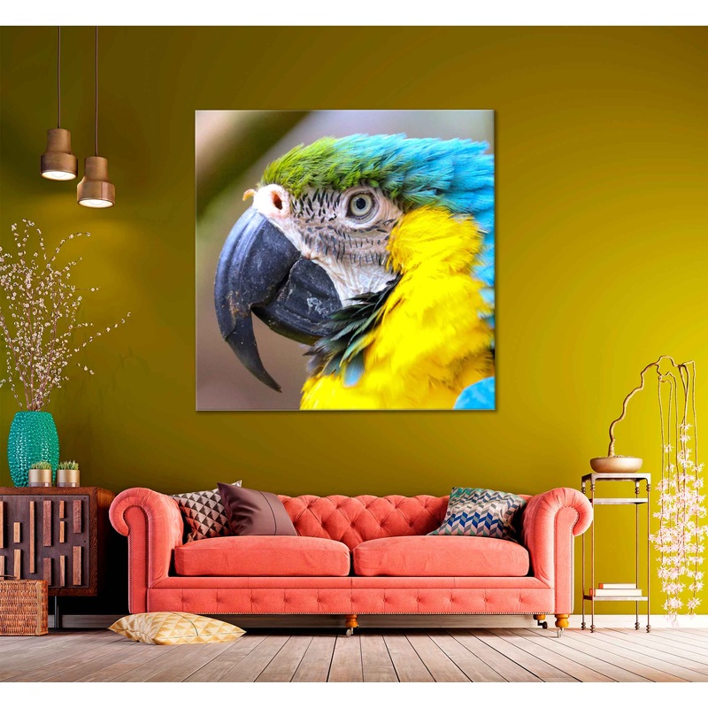 Square Canvas Macaw Bird Closeup Side View Photograph High Quality Print 100% Australian Made