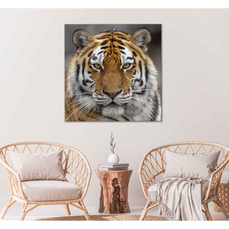 Square Canvas Tiger Face Closeup View Photograph High Quality Print 100% Australian Made