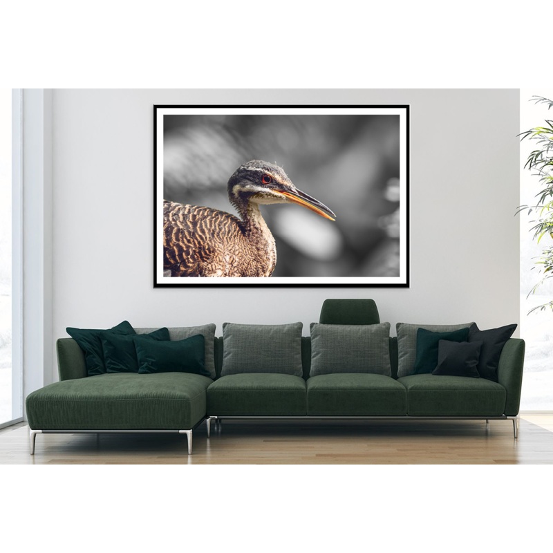 Sunbittern Bird Closeup B&W Photograph Home Decor Premium Quality Poster Print Choose Your Sizes