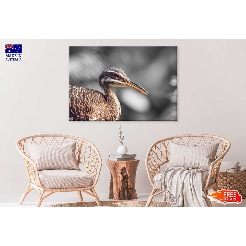 Sunbittern Bird Closeup B&W Photograph Print 100% Australian Made