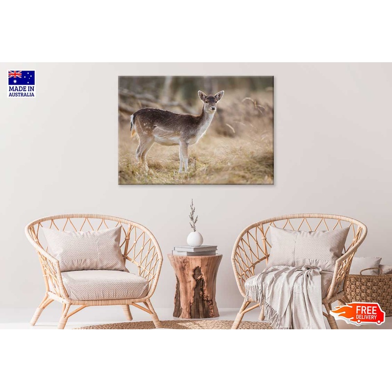 Winter Deer in Snow Field Photograph Print 100% Australian Made