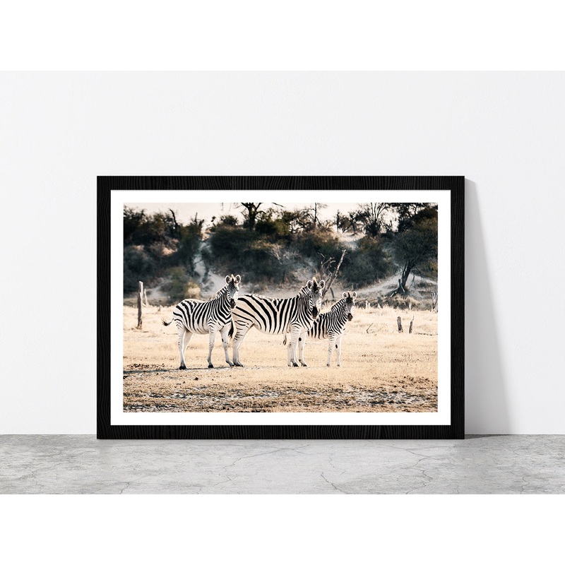 Zebra Herd on Landscape Faded Photograph Glass Framed Wall Art, Ready to Hang Quality Print