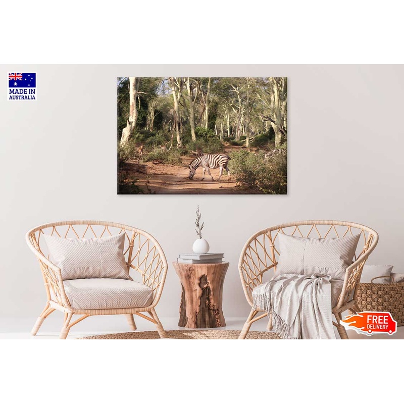 Zebra in Forest Footpath Way Photograph Print 100% Australian Made