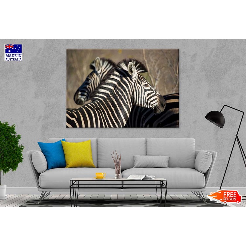 Zebra in Forest Side View Photograph Print 100% Australian Made
