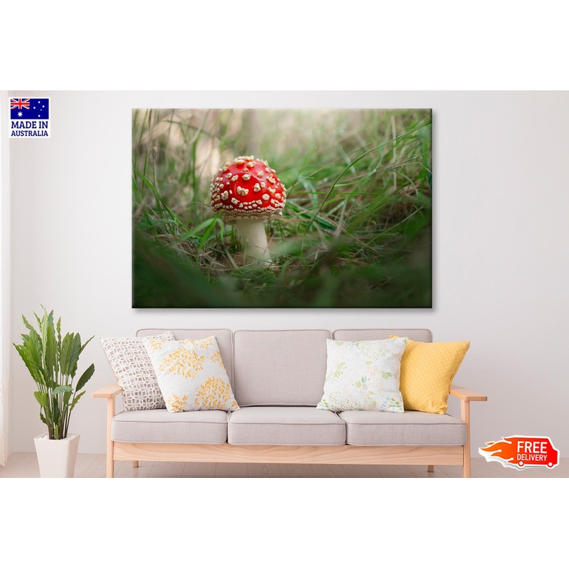 Amanita Muscaria. Close-Up Of Fly Agaric Close-Up Of Toadstool on Grass Wall Art Decor 100% Australian Made