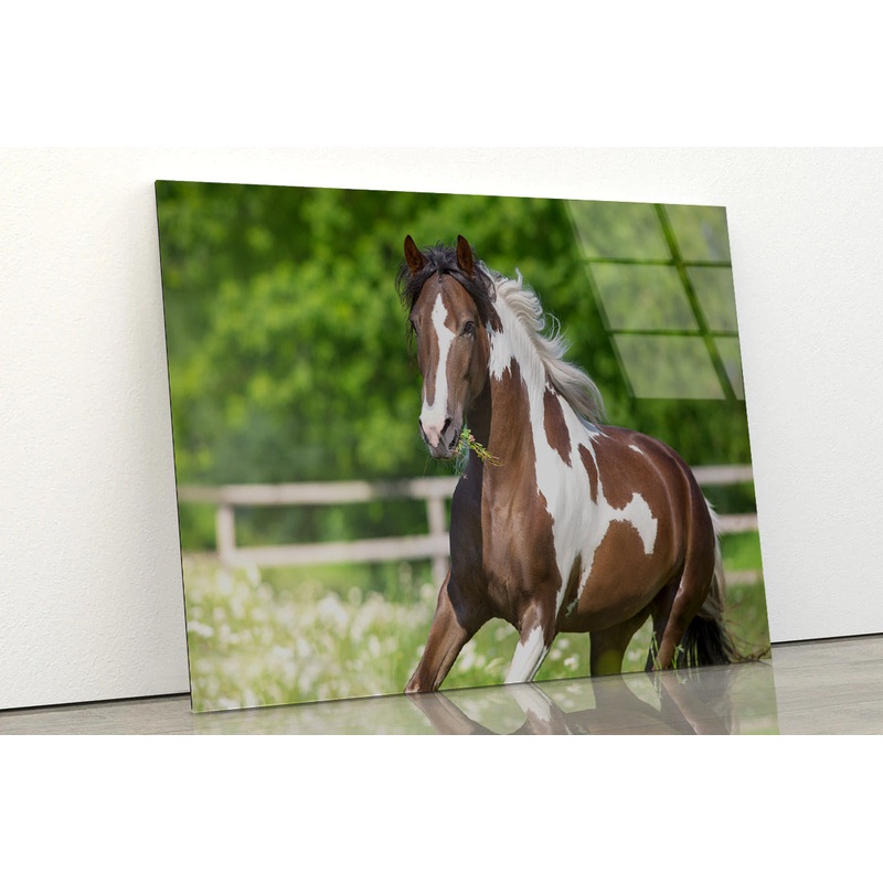 Brown And White Stallion Running Acrylic Glass Print Tempered Glass Wall Art 100% Made in Australia Ready to Hang