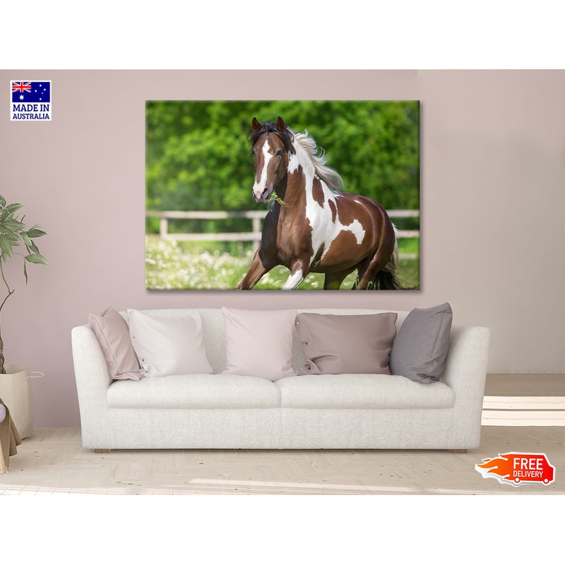 Brown And White Stallion Running Print 100% Australian Made