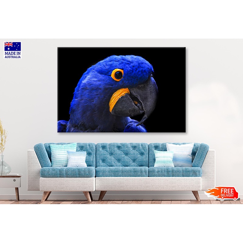 Close-Up Of a Parrot Head with Black Background Wall Art Decor 100% Australian Made