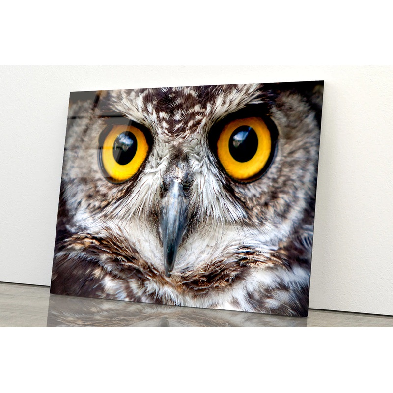 Close-Up of an Owl's Eyes Acrylic Glass Print Tempered Glass Wall Art 100% Made in Australia Ready to Hang