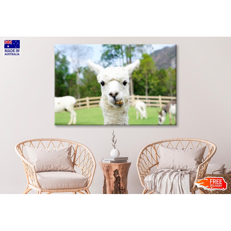 Close Up of White Alpaca  Wall Art Decor 100% Australian Made