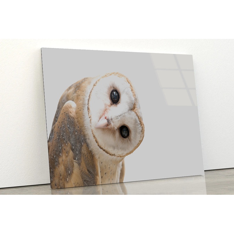 White and Brown Barn Owl Resting Acrylic Glass Print Tempered Glass Wall Art 100% Made in Australia Ready to Hang