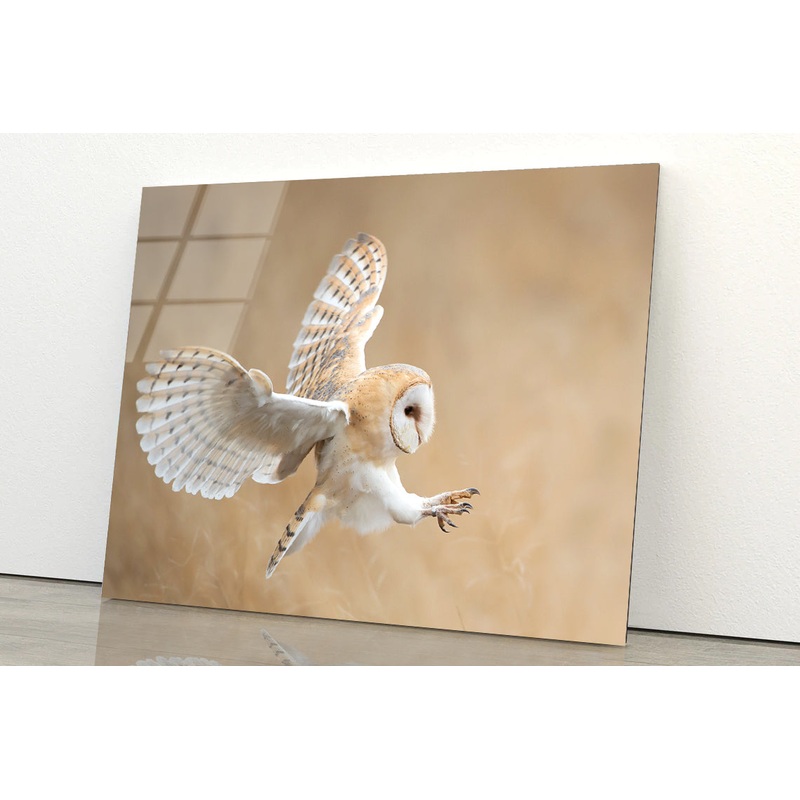 White & Beige Barn Owl Flying Acrylic Glass Print Tempered Glass Wall Art 100% Made in Australia Ready to Hang