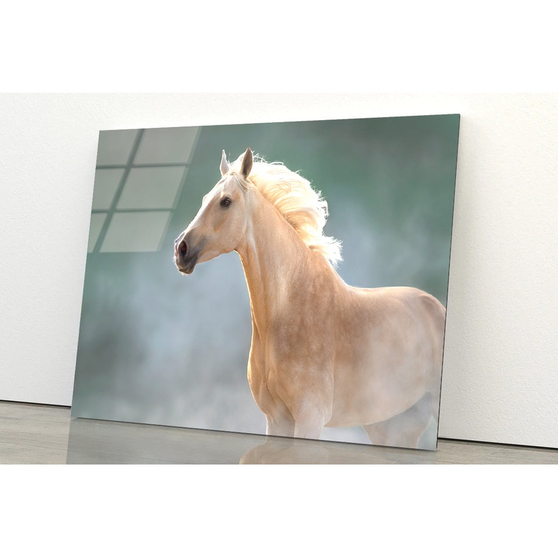 White Lusitano Horse in Movement Acrylic Glass Print Tempered Glass Wall Art 100% Made in Australia Ready to Hang