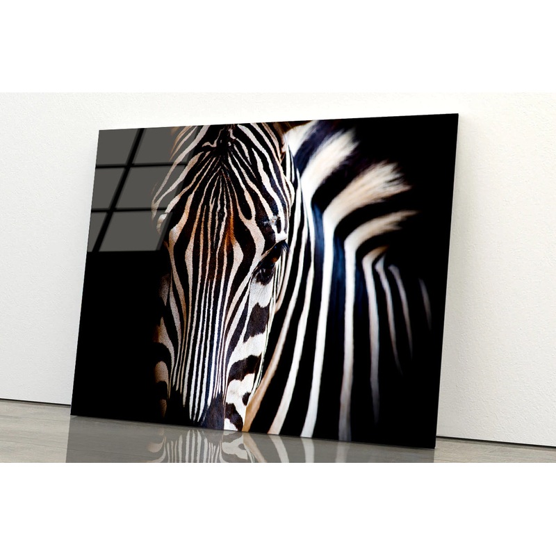 Wild Zebra in Black Background Acrylic Glass Print Tempered Glass Wall Art 100% Made in Australia Ready to Hang