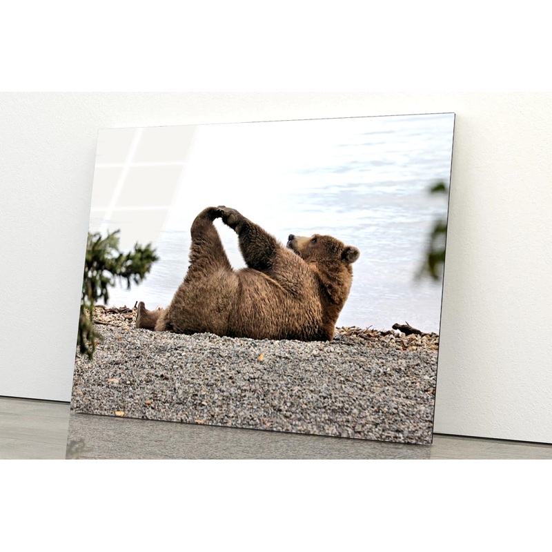 A Bear Stretches on The Beach in Katmai Acrylic Glass Print Tempered Glass Wall Art 100% Made in Australia Ready to Hang