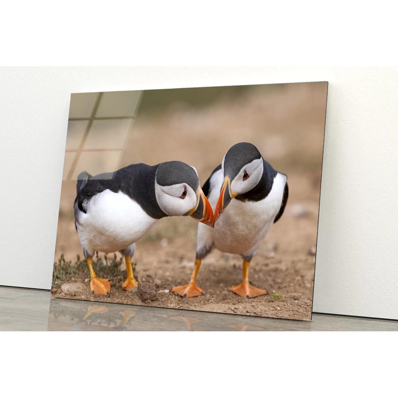 Atlantic Puffin Cliffs of Skomer Island Acrylic Glass Print Tempered Glass Wall Art 100% Made in Australia Ready to Hang