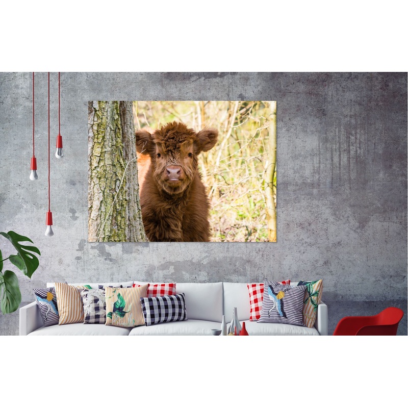 Baby highland cow Print 100% Australian Made