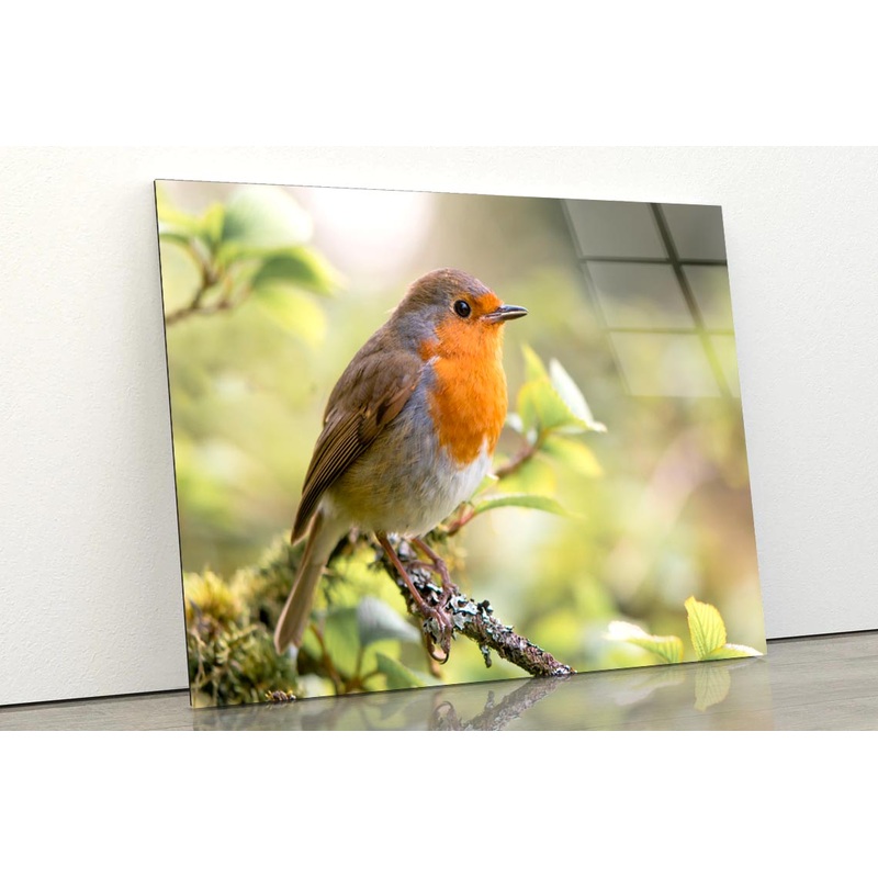 Bird In Family Turdidae, With Beak Open in Profile Acrylic Glass Print Tempered Glass Wall Art 100% Made in Australia Ready to Hang