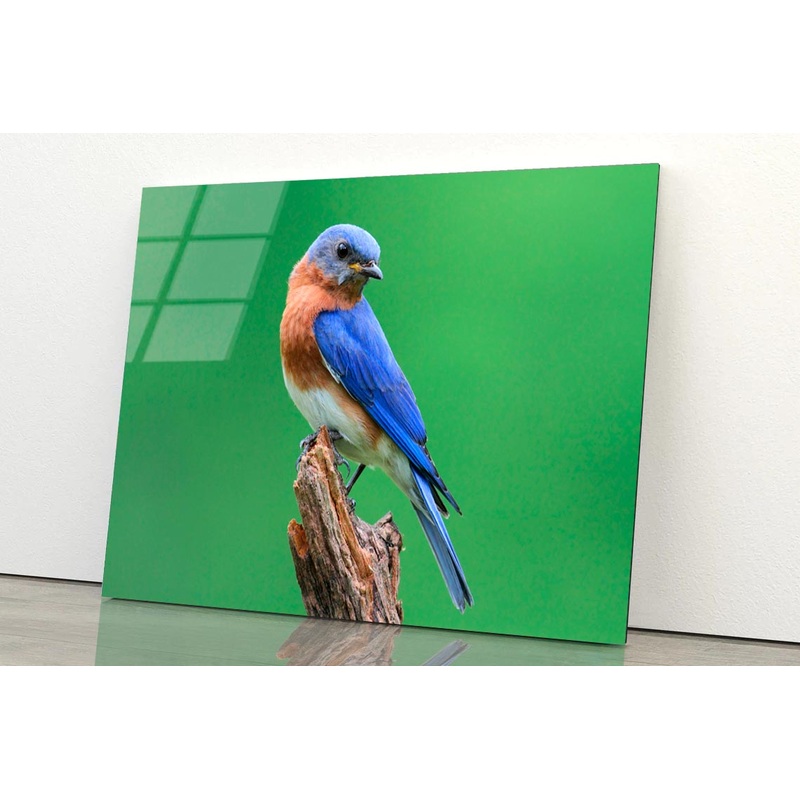 Blue Bird Sitting on Top of a Tree Branch Acrylic Glass Print Tempered Glass Wall Art 100% Made in Australia Ready to Hang