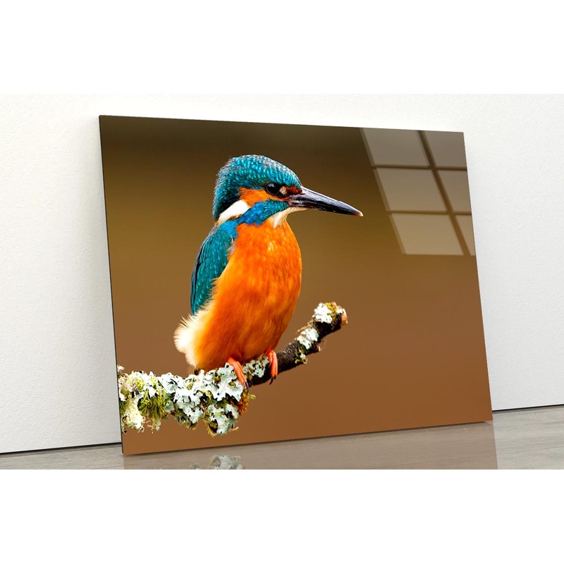 Brightly Colored Kingfisher on A Lichen Cover Branch Isolated on A Natural Brown Background Acrylic Glass Print Tempered Glass Wall Art 100% Made in Australia Ready to Hang
