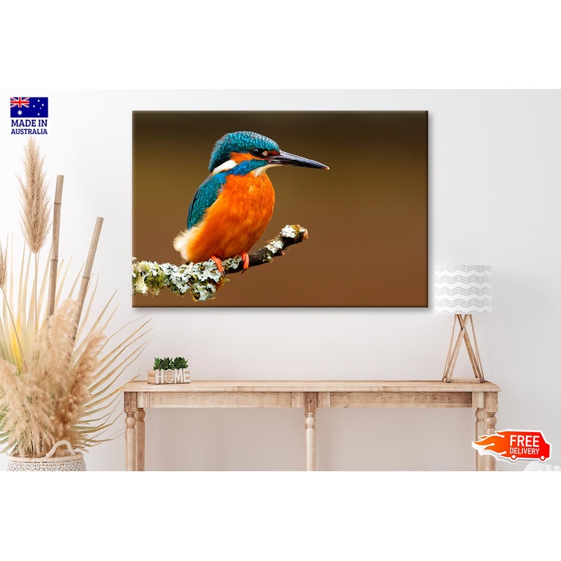 Brightly Colored Kingfisher on A Lichen Cover Branch Isolated on A Natural Brown Background  Wall Art Decor 100% Australian Made