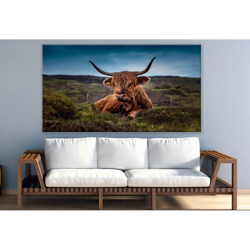 Brown Highland Cow Laying on Grass Print 100% Australian Made
