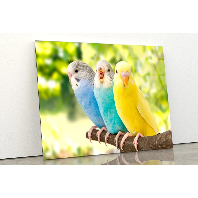 Budgies Are in The Roost on The Green Background Acrylic Glass Print Tempered Glass Wall Art 100% Made in Australia Ready to Hang