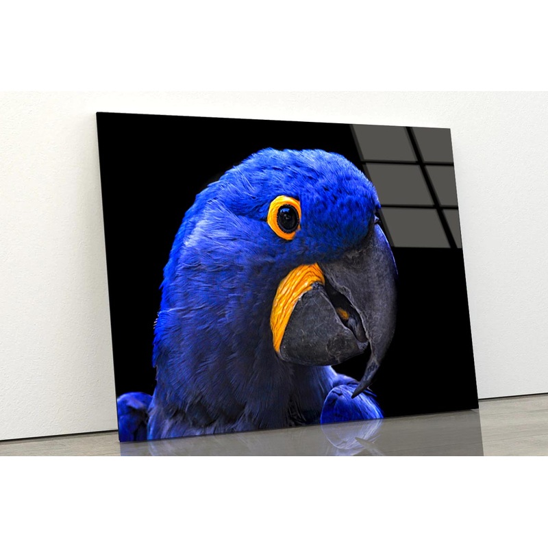 Close-Up Of a Parrot Head with Black Background Acrylic Glass Print Tempered Glass Wall Art 100% Made in Australia Ready to Hang