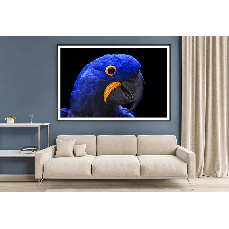 Close-Up Of a Parrot Head with Black Background Home Decor Premium Quality Poster Print Choose Your Sizes