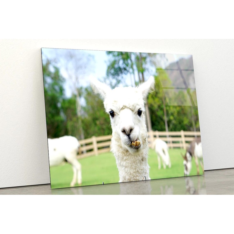Close Up of White Alpaca Acrylic Glass Print Tempered Glass Wall Art 100% Made in Australia Ready to Hang