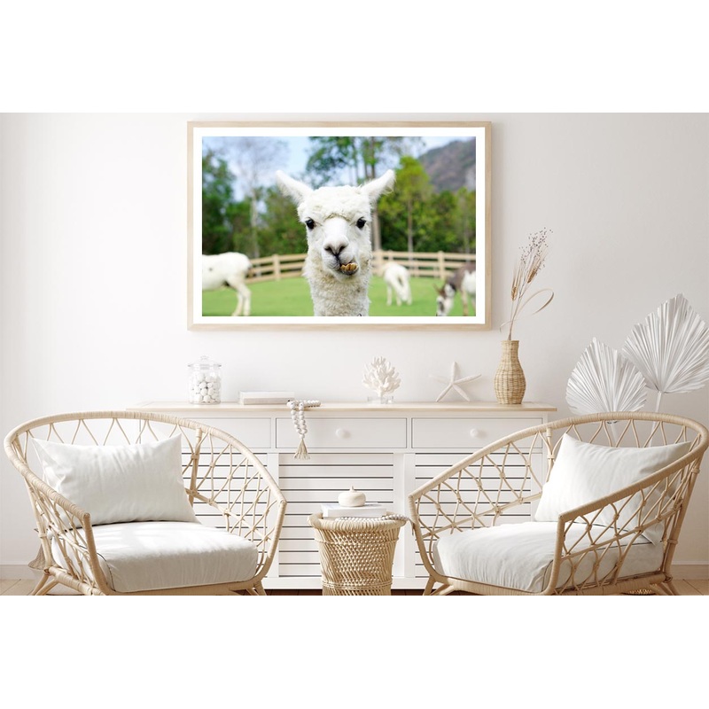 Close Up of White Alpaca Home Decor Premium Quality Poster Print Choose Your Sizes