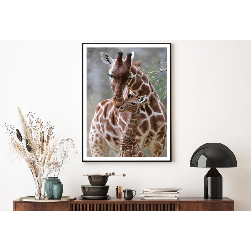 Closeup Of Cute Reticulated Giraffe Baby with Parent Home Decor Premium Quality Poster Print Choose Your Sizes