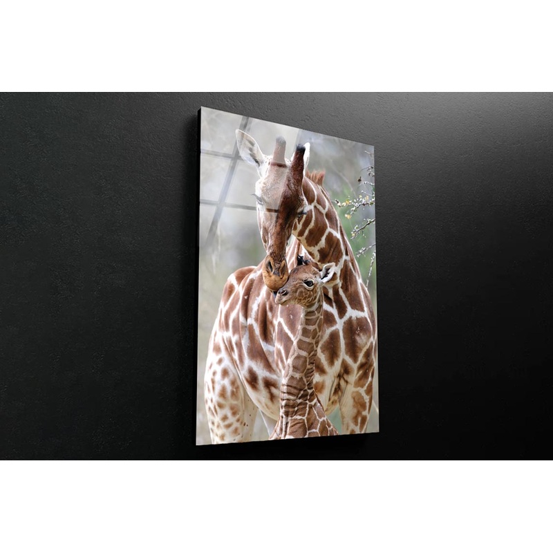 Closeup Of Cute Reticulated Giraffe Baby with Parent Portrait Photograph Acrylic Glass Print Tempered Glass Wall Art 100% Made in Australia Ready to Hang