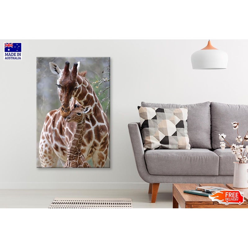Closeup Of Cute Reticulated Giraffe Baby with Parent Wall Art Decor 100% Australian Made
