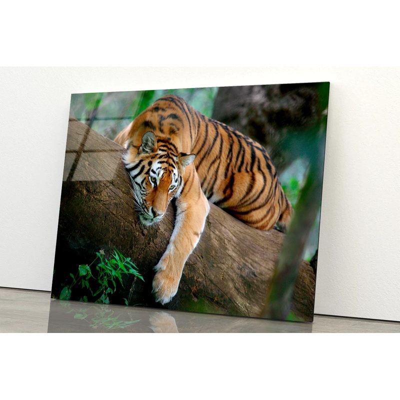 Tiger Is Laying on A Tree Branch Acrylic Glass Print Tempered Glass Wall Art 100% Made in Australia Ready to Hang