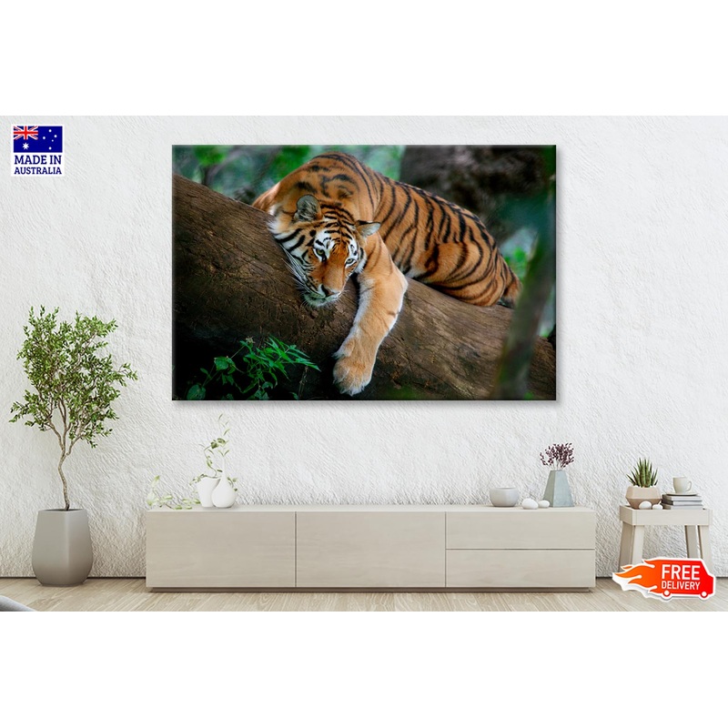 Tiger Is Laying on A Tree Branch Wall Art Decor 100% Australian Made