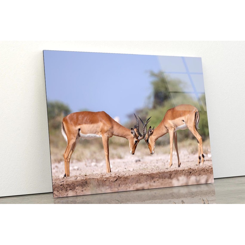 Two Fighting Male Impala Antelopes Acrylic Glass Print Tempered Glass Wall Art 100% Made in Australia Ready to Hang