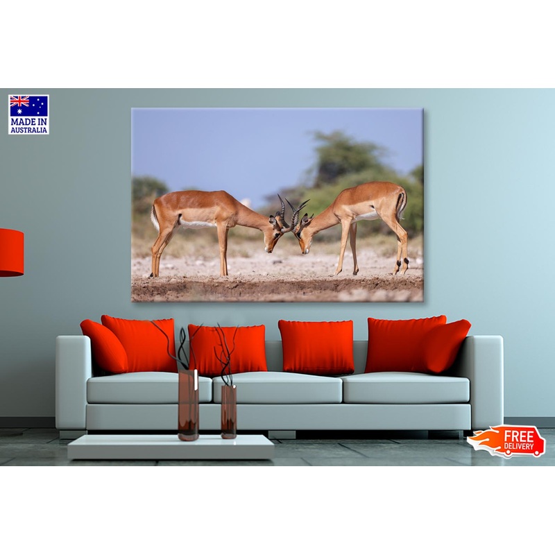 Two Fighting Male Impala Antelopes Wall Art Decor 100% Australian Made