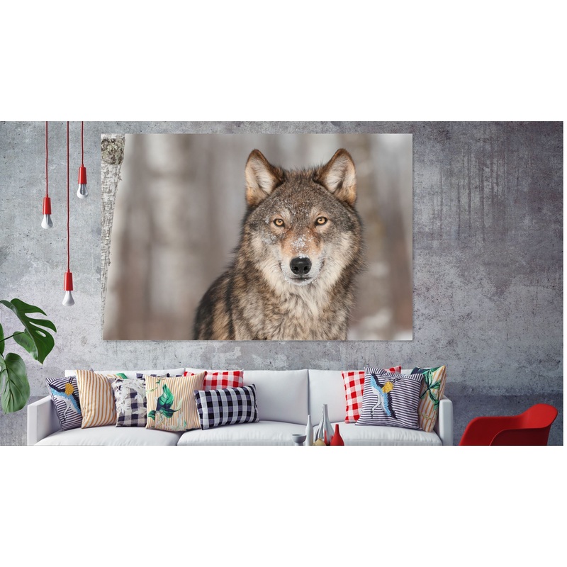 Wolf lovely eyes  Print 100% Australian Made