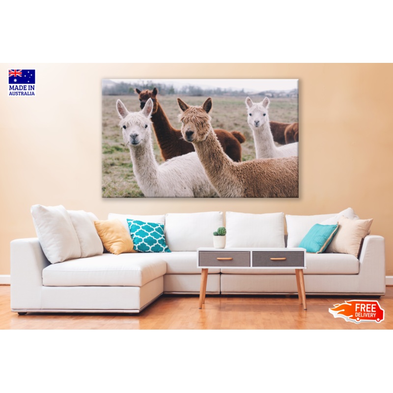 Alpaca Photograph Print 100% Australian Made
