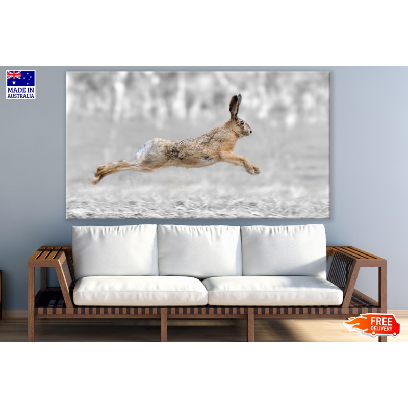 Brown Bunny Hoping Photograph Print 100% Australian Made