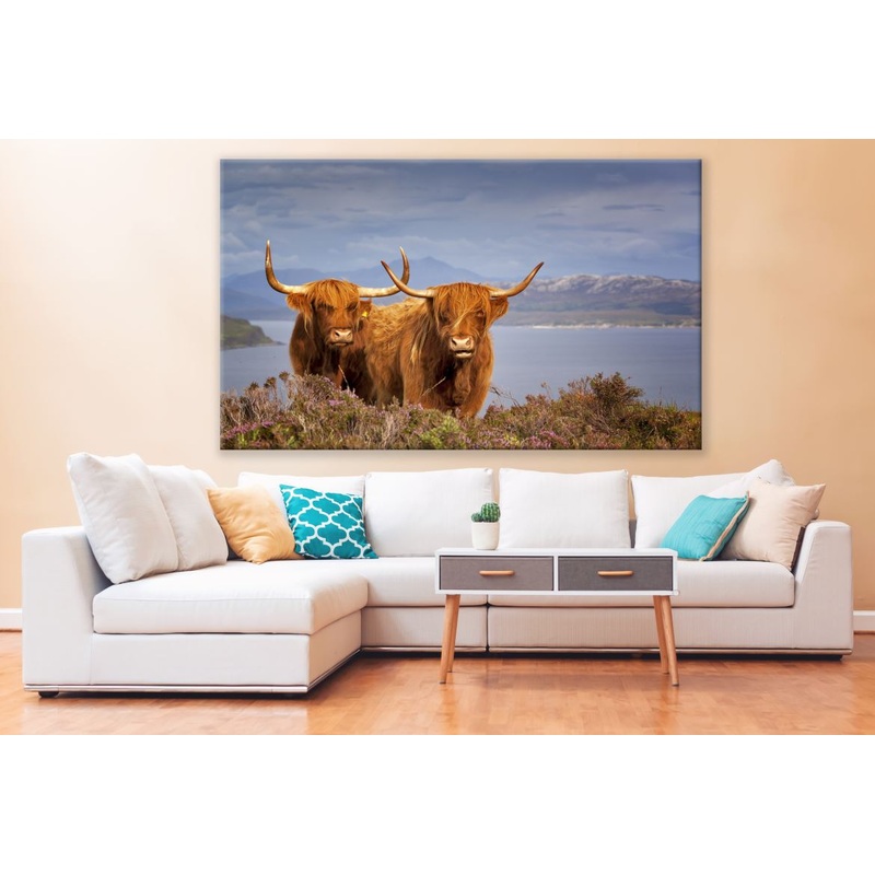 Brown Highland Cow Couple Photograph Print 100% Australian Made