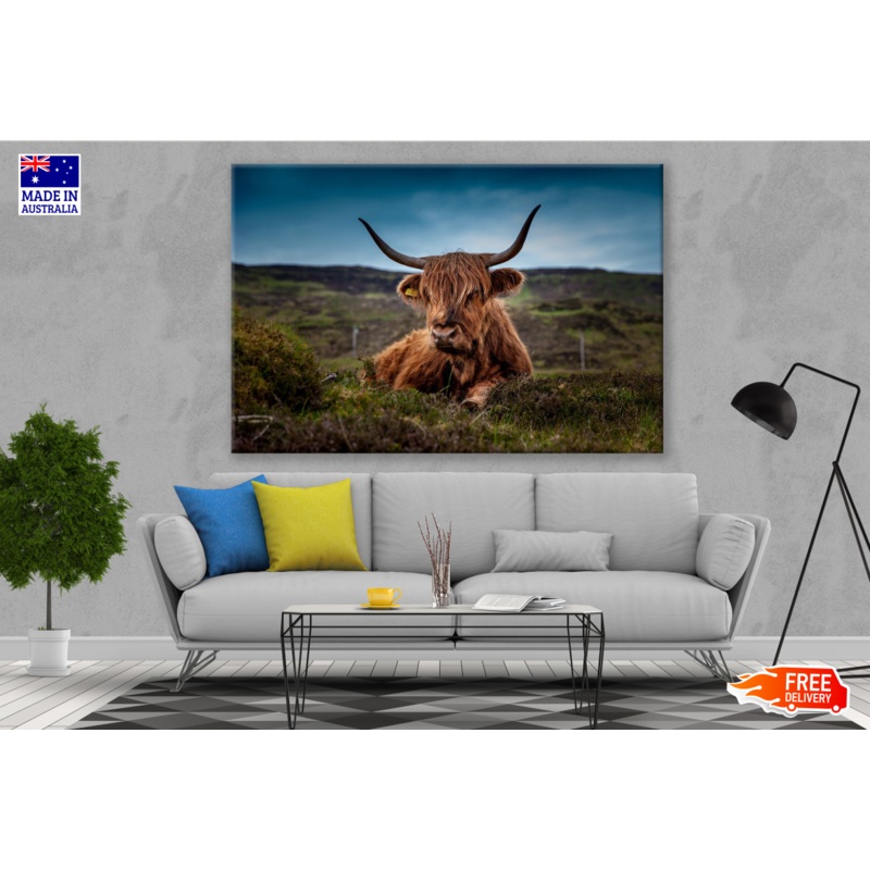 Brown Highland Cow Laying on Ground Photograph Print 100% Australian Made