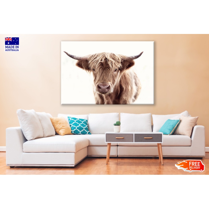 Brown Highland Cow Portrait Photograph Print 100% Australian Made