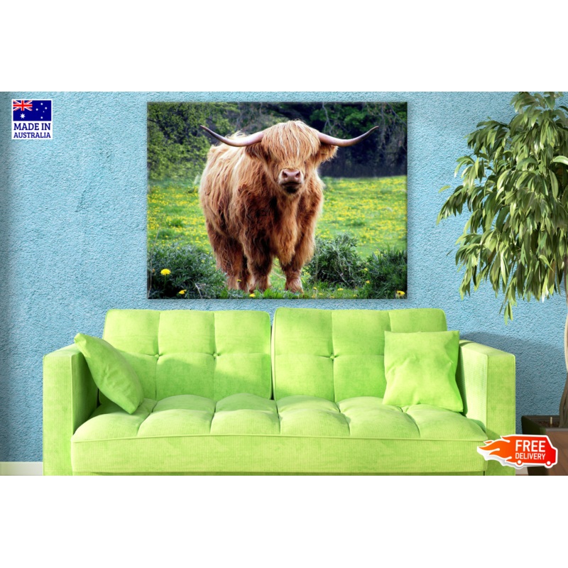 Brown Highland Cow Standing photograph  Print 100% Australian Made