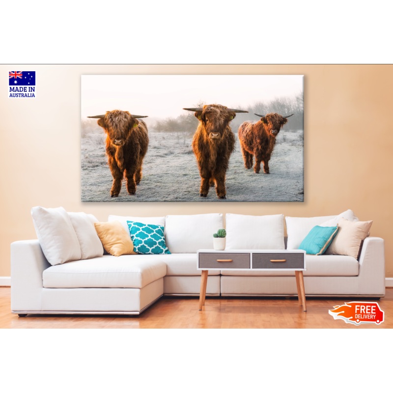 Brown Highland Cows Photograph Print 100% Australian Made